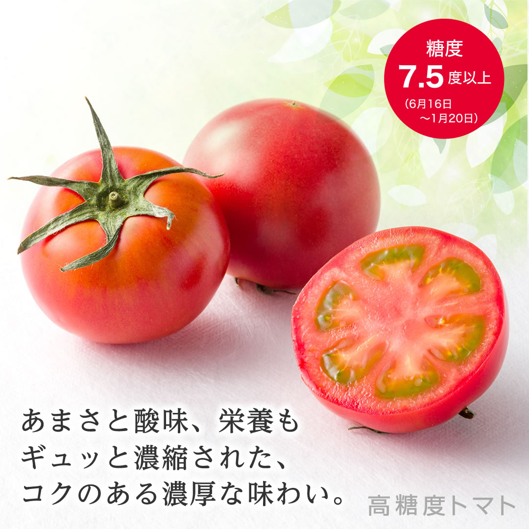 2ケース　アメーラトマト　自信あります 高糖度　フルーツトマト　品質鮮度抜群！